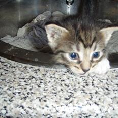 Huskat Badder <3 DØD 