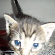 Huskat Badder <3 DØD 