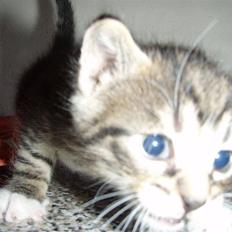 Huskat Badder <3 DØD 