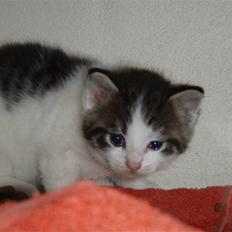 Huskat Pjansen <3 Aflivet 