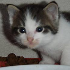 Huskat Pjansen <3 Aflivet 