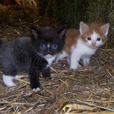 Blanding af racer sofie