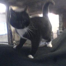 Blanding af racer sofie