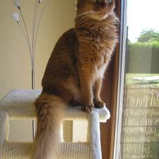 Somali Badena Scaramouche