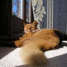 Somali Badena Scaramouche