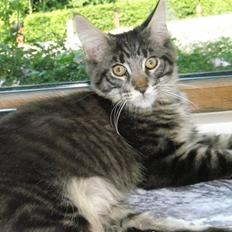 Maine Coon Boromir Gondor(Ganddie)