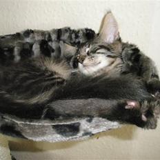 Maine Coon Boromir Gondor(Ganddie)