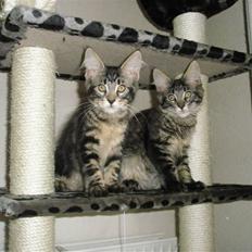 Maine Coon Boromir Gondor(Ganddie)