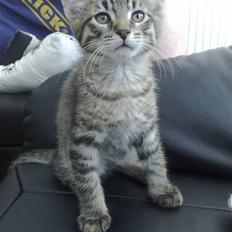 Blanding af racer Sofus