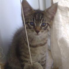 Blanding af racer Sofus