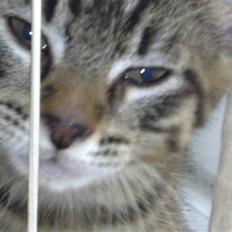 Blanding af racer Sofus