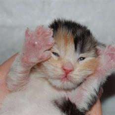 Maine Coon  Berta Bumble Bee P