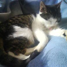 Huskat Freya *død 2.7.08*