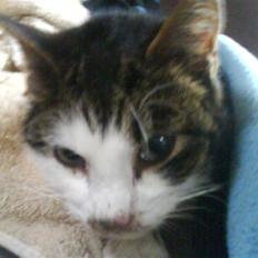 Huskat Freya *død 2.7.08*