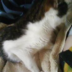 Huskat Freya *død 2.7.08*