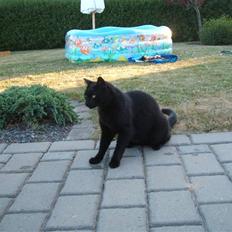 Huskat Simba *  solgt :´-(  *