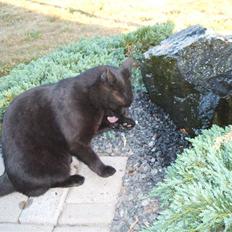 Huskat Simba *  solgt :´-(  *