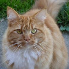 Maine Coon Balou