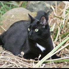 Blanding af racer Diesel