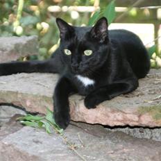 Blanding af racer Diesel