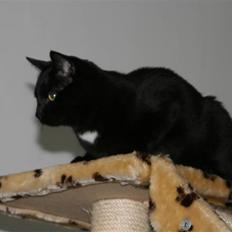 Blanding af racer Diesel