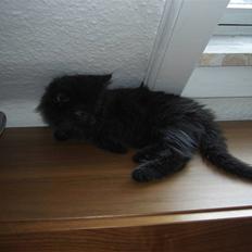 Blanding af racer Tiger