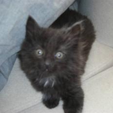 Blanding af racer Tiger