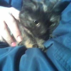 Blanding af racer Cuty