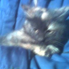 Blanding af racer Cuty