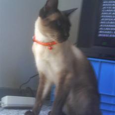 Siameser Zang FORSVUNDET