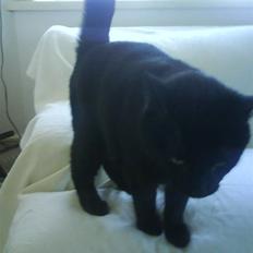 Huskat Albert Lawrence Strutter