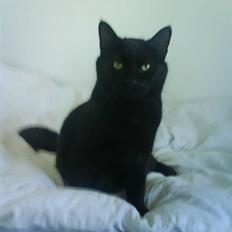 Huskat Albert Lawrence Strutter