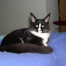 Maine Coon Gugger's Tana