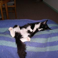 Maine Coon Gugger's Tana