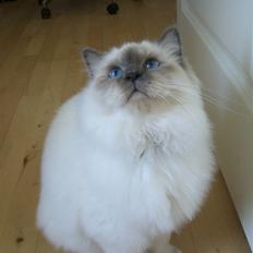 Hellig Birma Amaze - drøm sødt <3