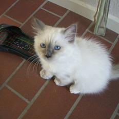 Hellig Birma Amaze - drøm sødt <3