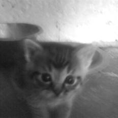 Blanding af racer Unavngivet killing