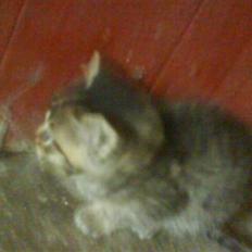 Blanding af racer Unavngivet killing