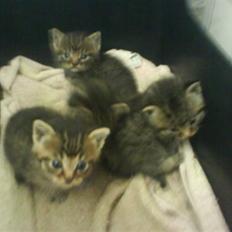 Blanding af racer Unavngivet killing