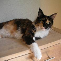 Maine Coon Coon Danica's Flashy