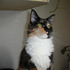 Maine Coon Coon Danica's Flashy