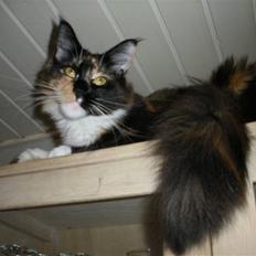 Maine Coon Coon Danica's Flashy