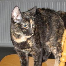 Blanding af racer Talia