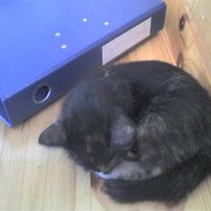 Blanding af racer Talia