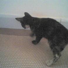 Blanding af racer Talia