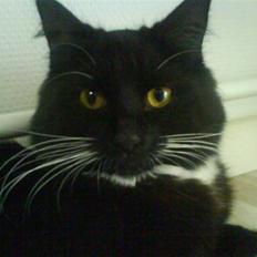 Blanding af racer Pepsi