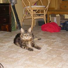 Maine Coon Mille