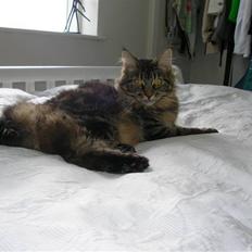 Maine Coon Mille
