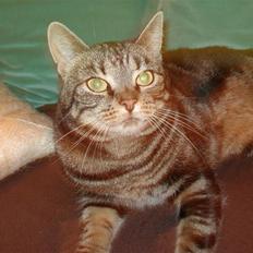 Blanding af racer Silke 