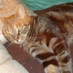 Blanding af racer Silke 